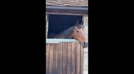 Foal Grows Tall Enough to Peep Over Stable Door