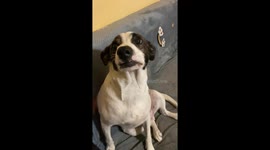Dog Smiles on Command