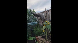 Mischievous Raccoon Takes From Bird Feeder