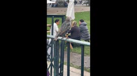 Cute little bird sits atop a park fence in London, gazing out at the people