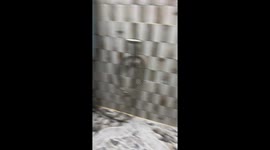 Pet dog shakes while waiting for bath