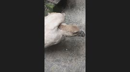 This video captures the moment of our disabled swan with its strangely twisted neck. Despite its physical limitations, the swan amazes us with its unique behavior and resilience. I’m recording this video to preserve these memories and cherish these specia