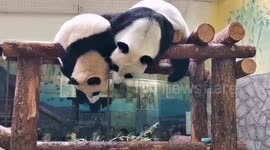 Stranded panda cub rescued by doting mother
