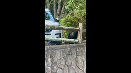 Bear approaches cabin in Sevierville, Tennessee