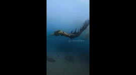 Supple Mermaid free diver glides through sea