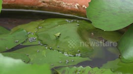 Grasshopper's Epic Escape: One Bold Leap Away from Becoming Fish Food.