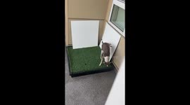 Italian Greyhound Does Handstand, Pees Everywhere But The Pad