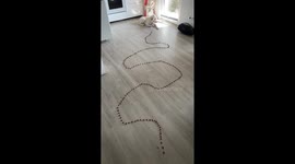 Dog Climbs Over Couch to Avoid Trail of Treats