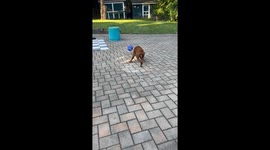 Boxer Spins Ball Round And Round