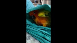 Playful sun conure flaps wings under blanket