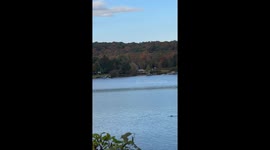 Duck Dives Away From Eagle's Talons