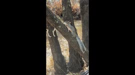 Squirrel Nibbles On Old Deer Antler