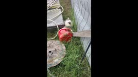 Two Turkeys Share One Nest