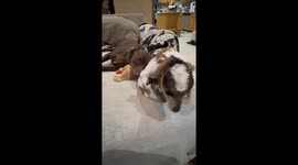 Puppy Cuddles With Baby Goat
