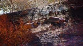 US, Bakersfield: Gorman Fatal Traffic Collision Ignites Big Brush Fire Frazier Fire