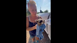 Couple Saves a Baby Raccoon From the Texas Heat