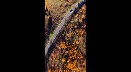 Vibrant autumn in Tianchi Lake, China's Xinjiang attracts tourists