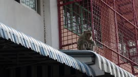 Wild macaque steals produce from Thai vendors