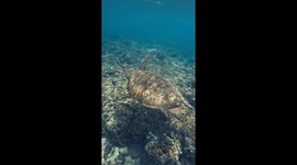 Snorkeller swims alongside sea turtles