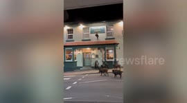 Five wild boars spotted outside local pub