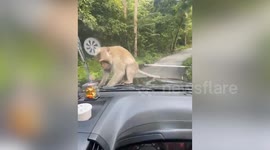 Hitchhiking monkey rides on car bonnet