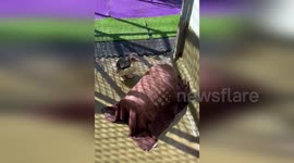 Rockhopper Penguin bounces through enclosure at Perth Zoo