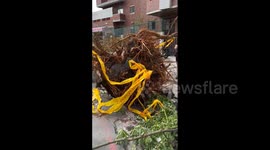 Taiwan: Typhoon Krathon Leaves Trail Of Destruction 5