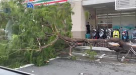 Typhoon Krathon impacts Taiwan: Severe disaster in southern Taiwan. Numerous roadside trees were uprooted by strong winds. The video shows post-disaster recovery efforts underway