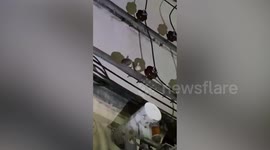 Rescue team save injured cat and revive it with CPR