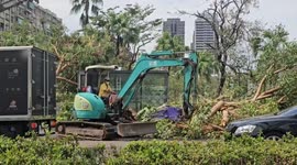 Cleanup operations begin as hundreds of trees felled by severe Typhoon Krathon winds in Taiwan