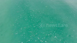 Huge jellyfish swarm appear off eastern Thai coast