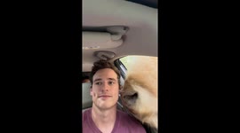 This rare white bison just wants a kiss