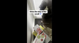 Electric Love Between Garbage Man And Dog