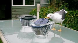 Gull takes solar fountain!