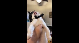 Kitten Is Dramatic Over Witch's Hat Costume
