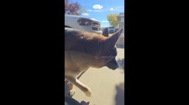 German Shepherd Fetches Wrench