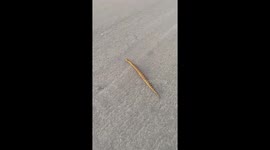 Strange Snake in South Africa