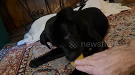 Baby black lab jenny plays with a yellow ball