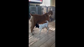 Sweet Boxer Dog Nurses Orphaned Lamb