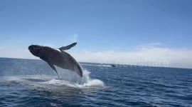 A Whale Of A Send Off