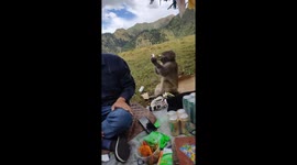 Monkey joins picnic, drinks beer with friends in Xinjiang