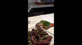 Parrot caught stealing food in Henan Province, China