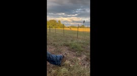 Dog flees from playful calf in Lexington, Texas