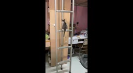 Kitten falls after being hit by larger cat on ladder in Sichuan, China
