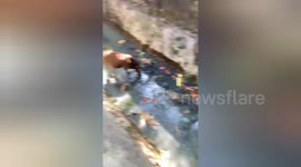 Social organisation  resque a mother cow fell into the drain in Madhya Pradesh,Northern India
