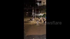 Thailand: Major Flooding Hits Chiang Mai Forcing Residents And Animals To Evacuate 5