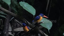 Meninting Kingfisher or Alcedo Meninting Bathing and Catching Fish at the Waist of Mount Gamalama, North Maluku, Indonesia