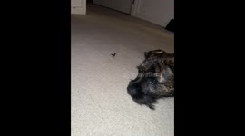Dog and cat play with spider