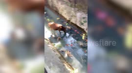 Heartwarming! Cow rescued from filthy drain in central India, cow protectors come to the aid