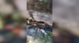 India: Cow rescued from filthy drain in central India, cow protectors come to the aid